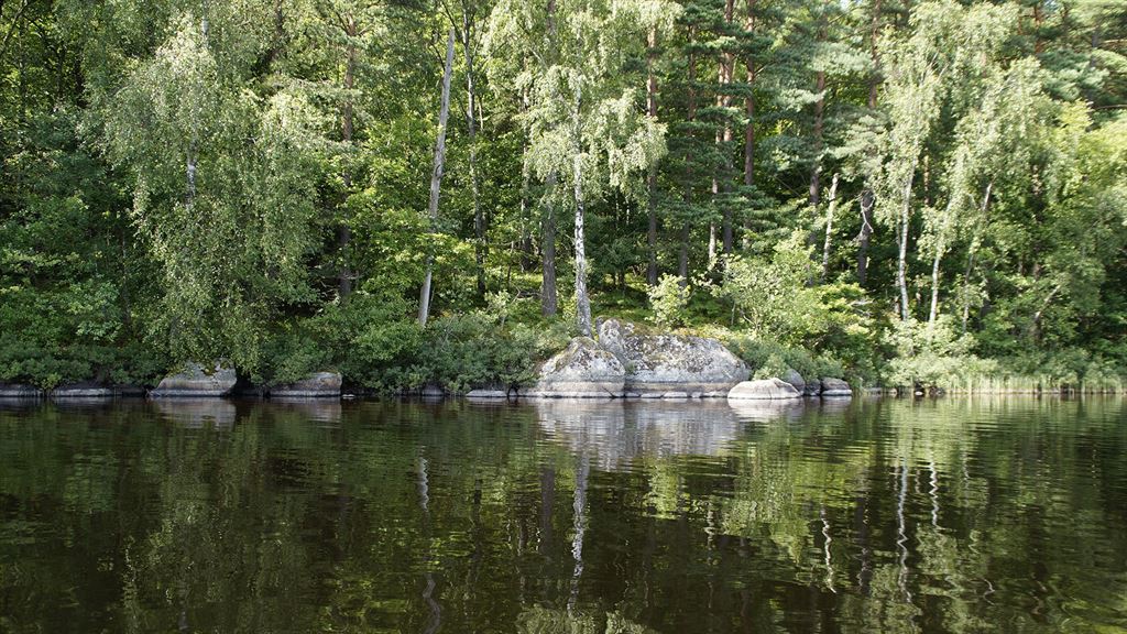 Sjö vid en grönskande glänta